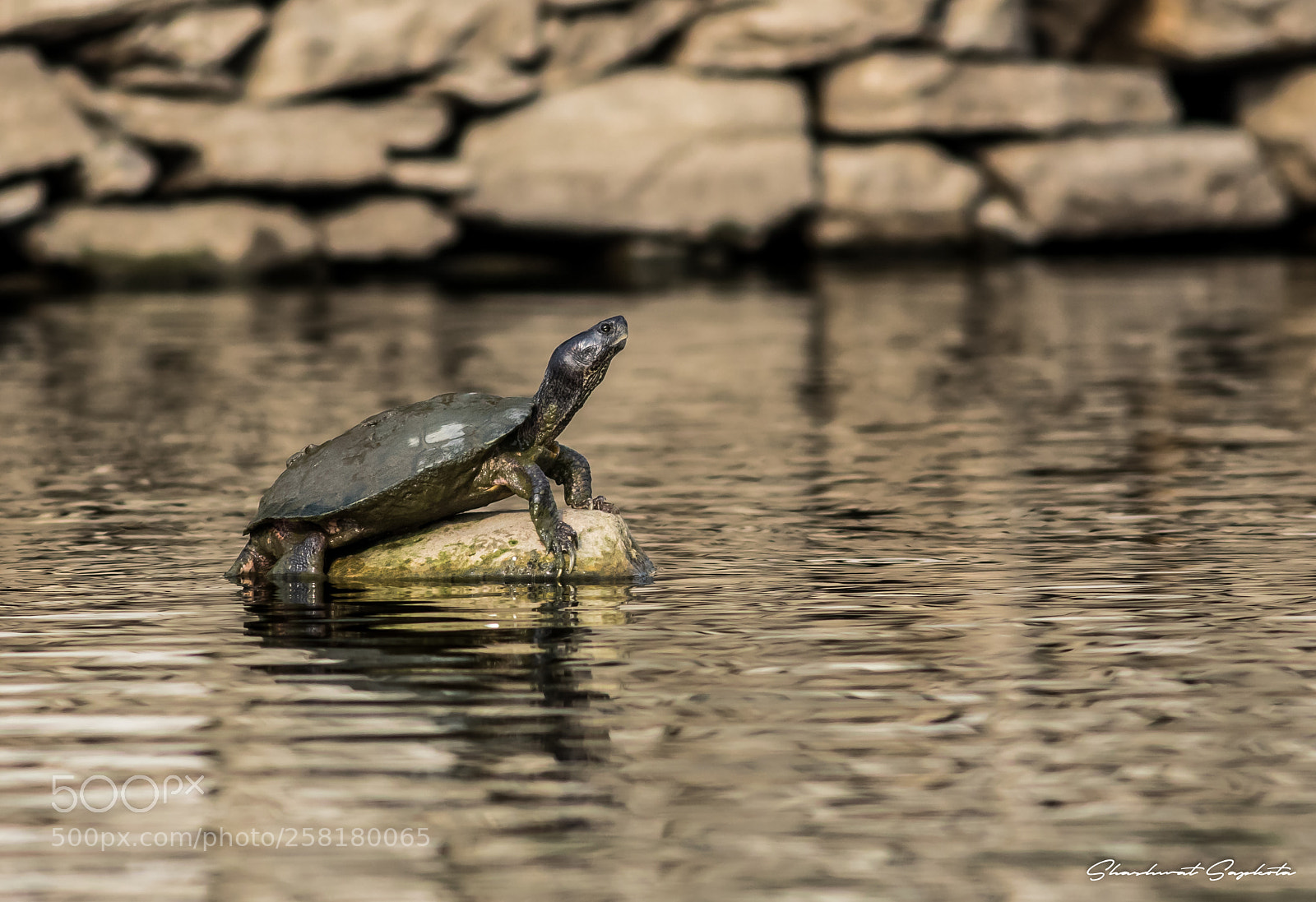 Canon EOS 7D Mark II sample photo. Sunbathing photography