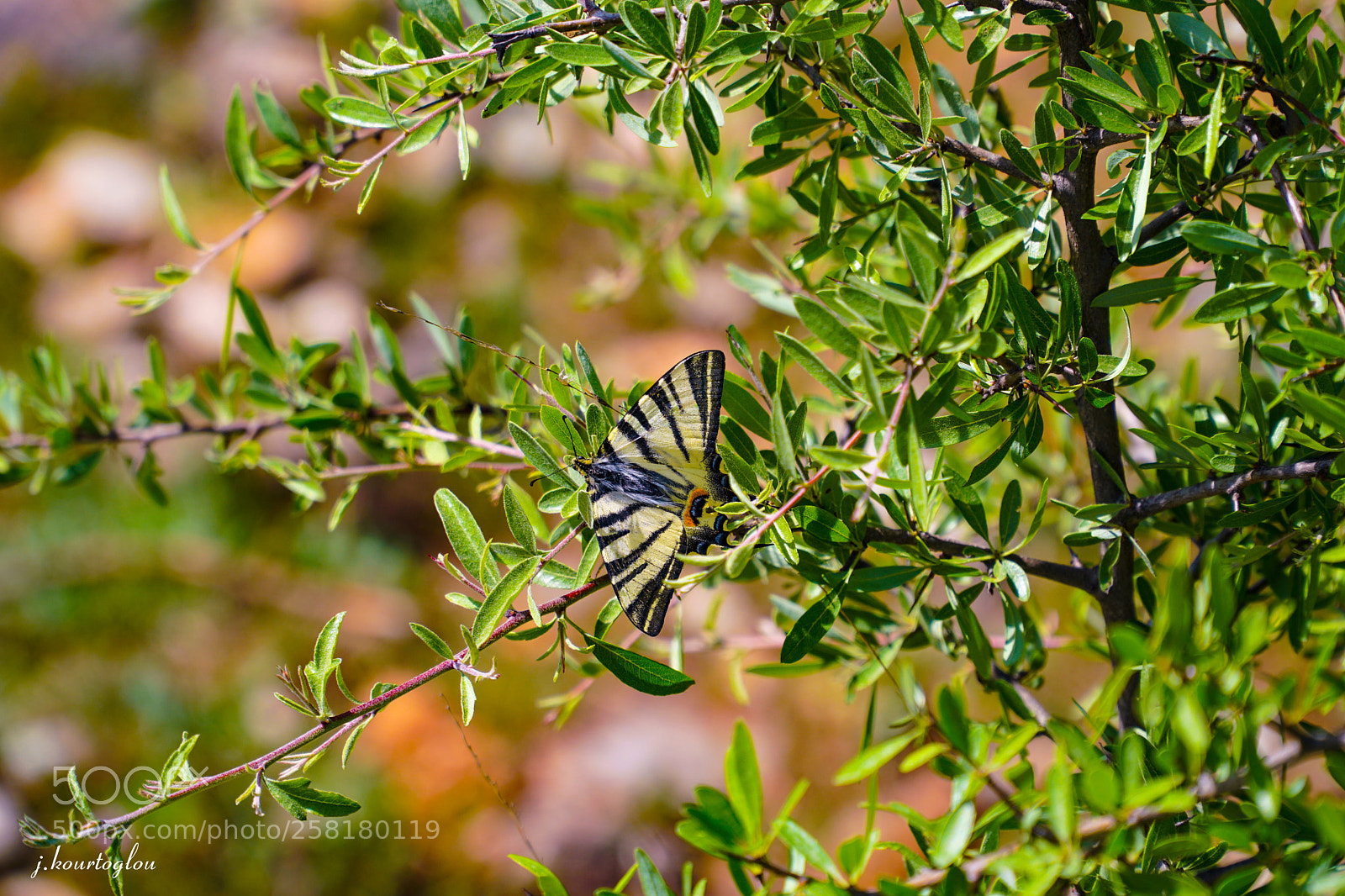 Sony a6500 sample photo. Butterfly  photography