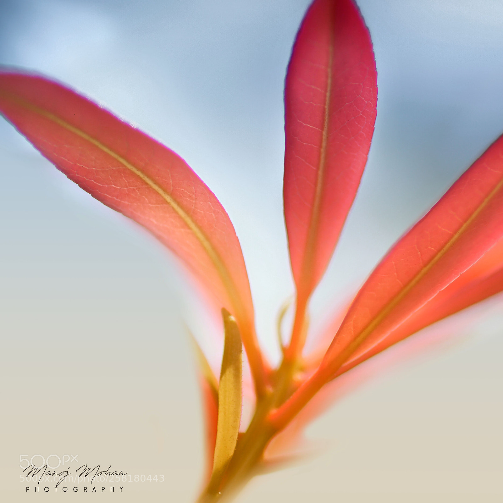 Sony ILCA-77M2 sample photo. Flower leaves photography