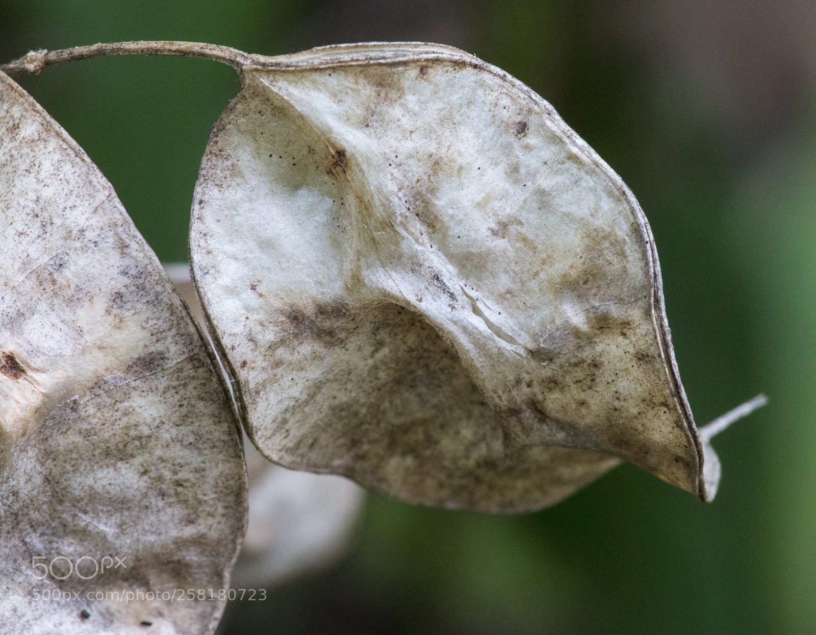Canon EOS 70D sample photo. Img photography