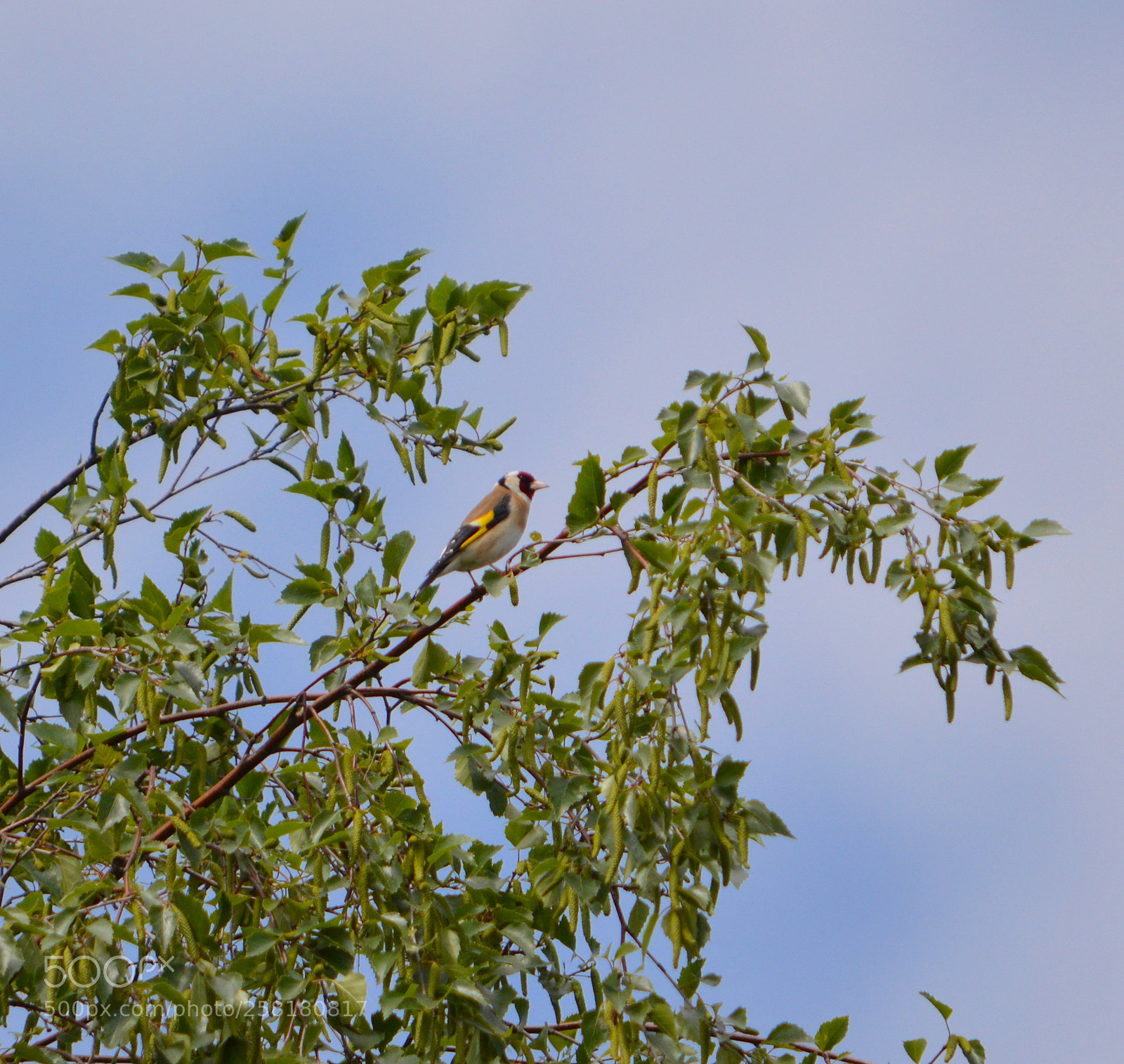 Nikon D3200 sample photo. Goldfinch photography