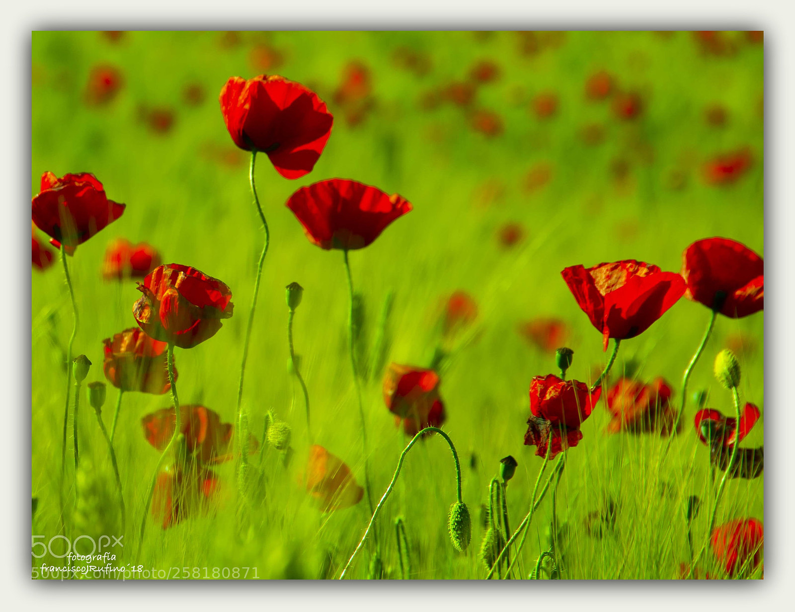 Canon EOS 70D sample photo. Verdirojo photography