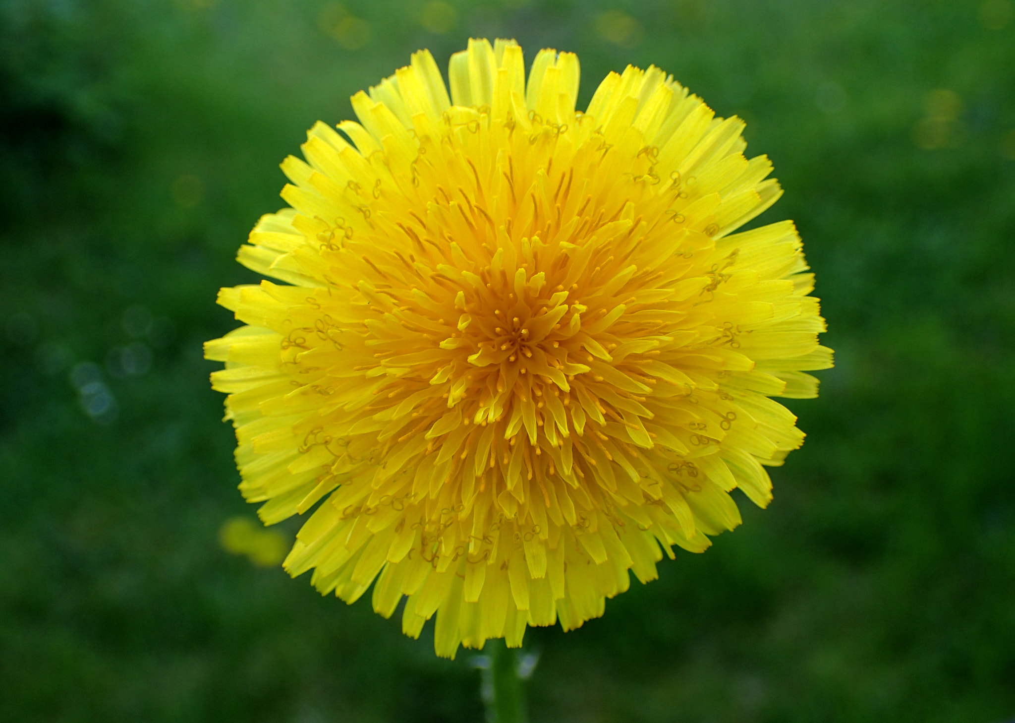 Olympus TG-4 sample photo. One more dandelion photography