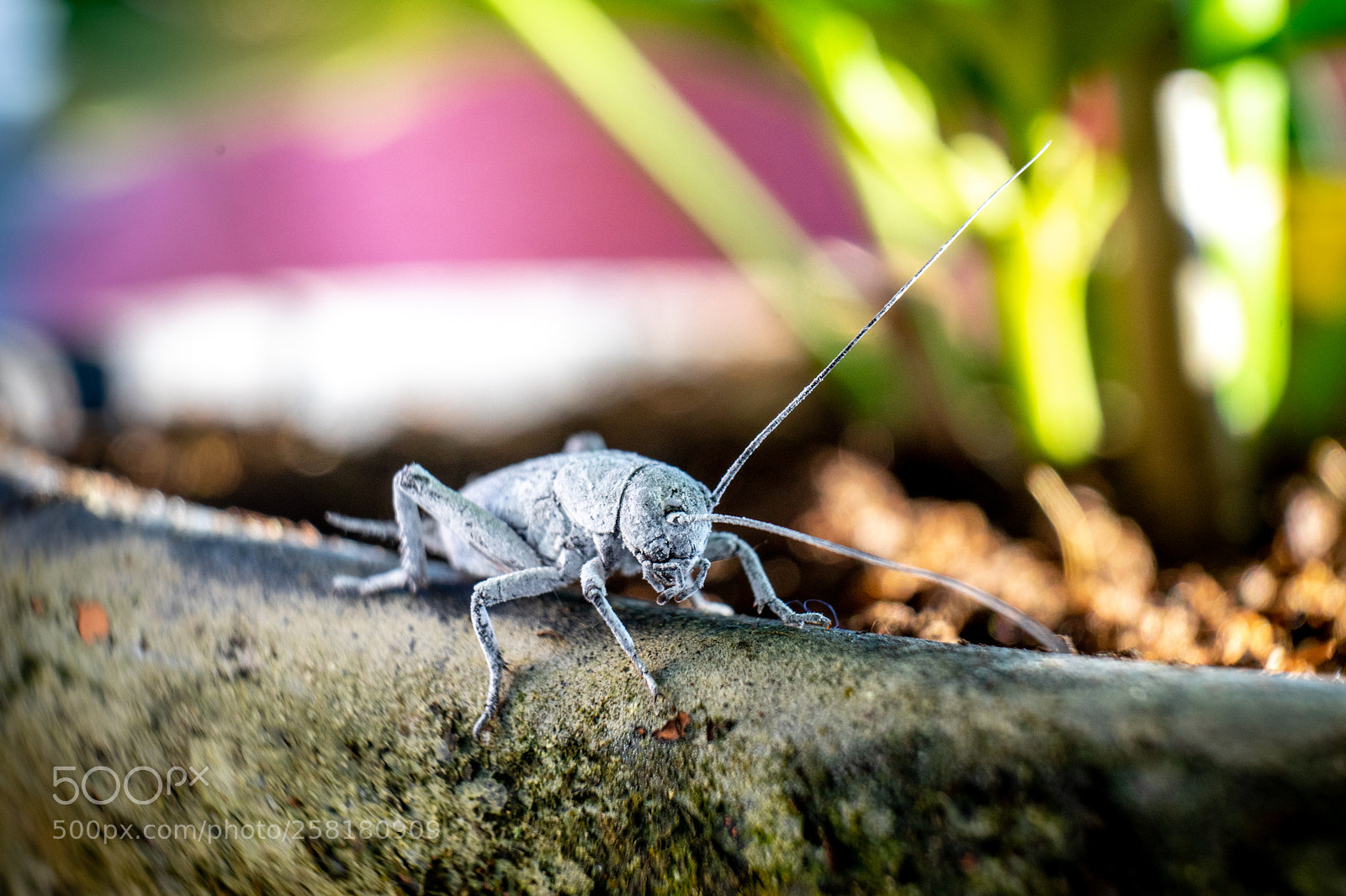 Sony a7 II sample photo. 102/365: cricket photography