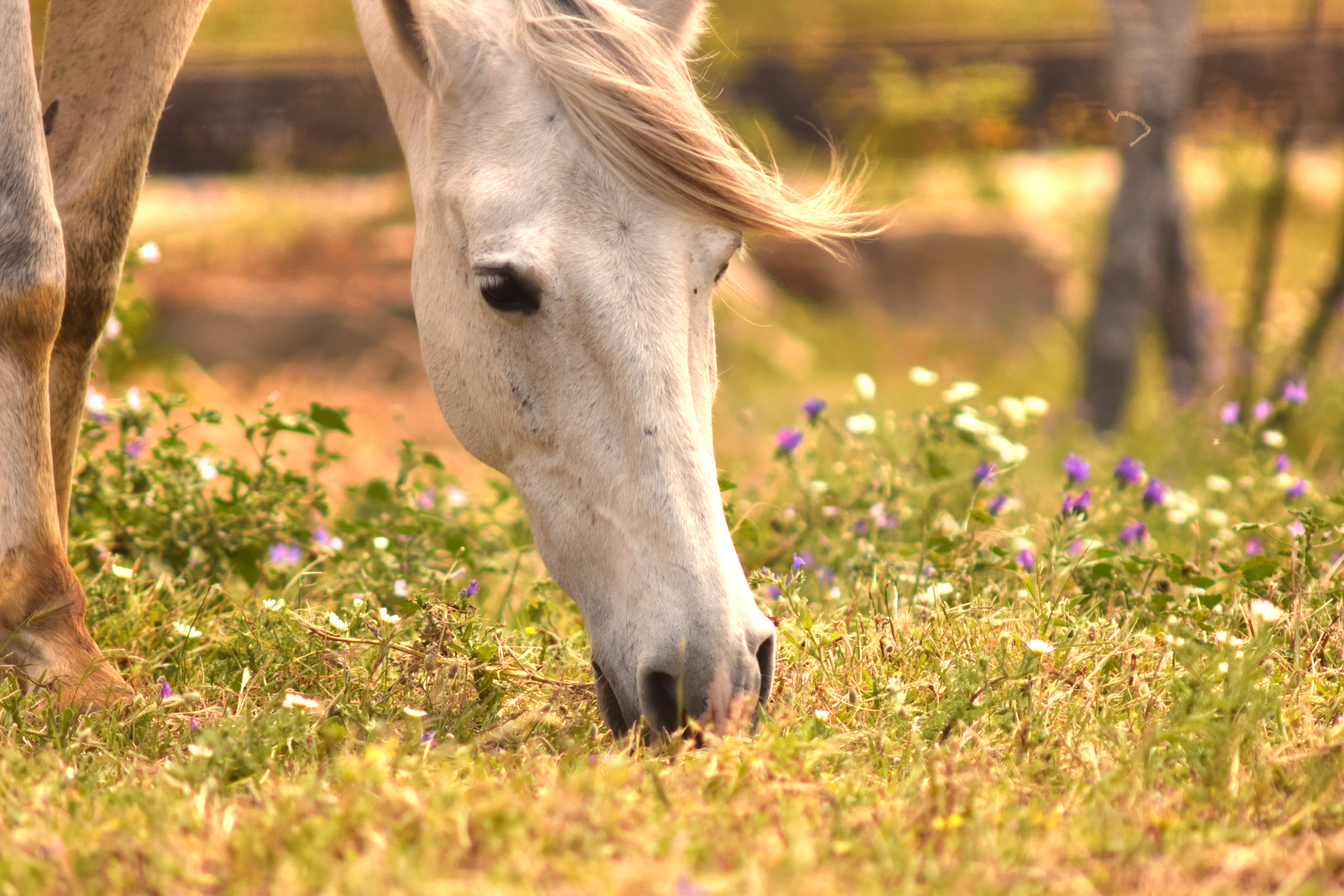 AF Zoom-Nikkor 75-300mm f/4.5-5.6 sample photo. White horse photography