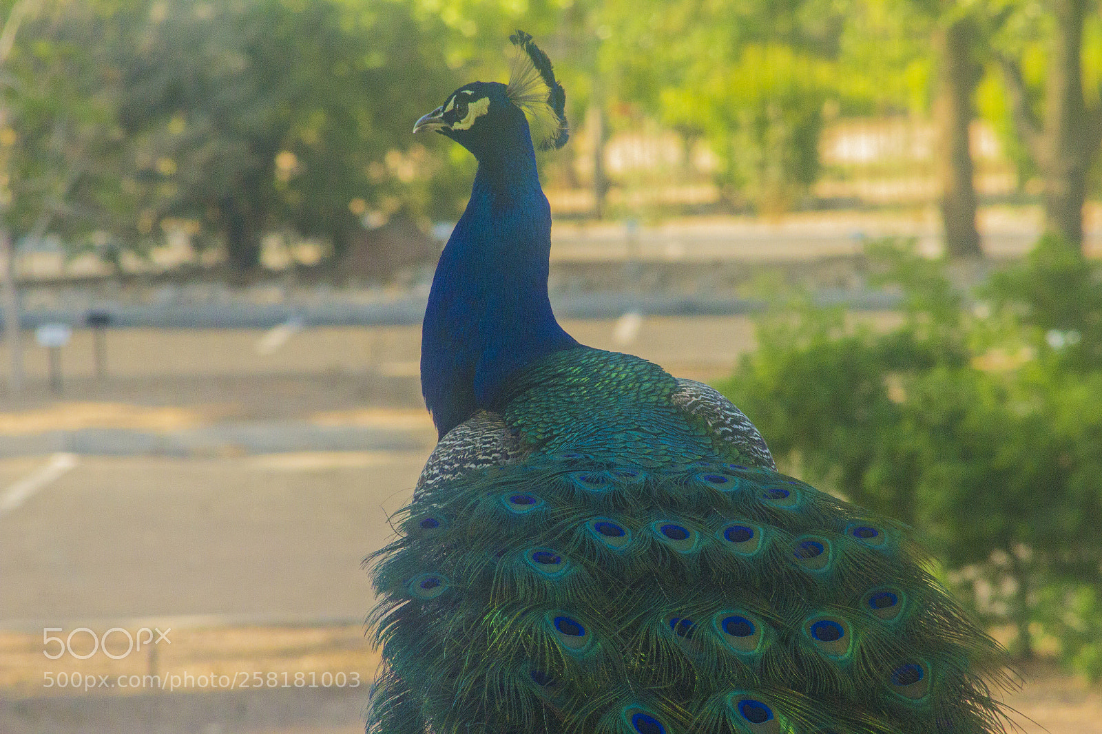 Canon EOS 600D (Rebel EOS T3i / EOS Kiss X5) sample photo. New friend photography