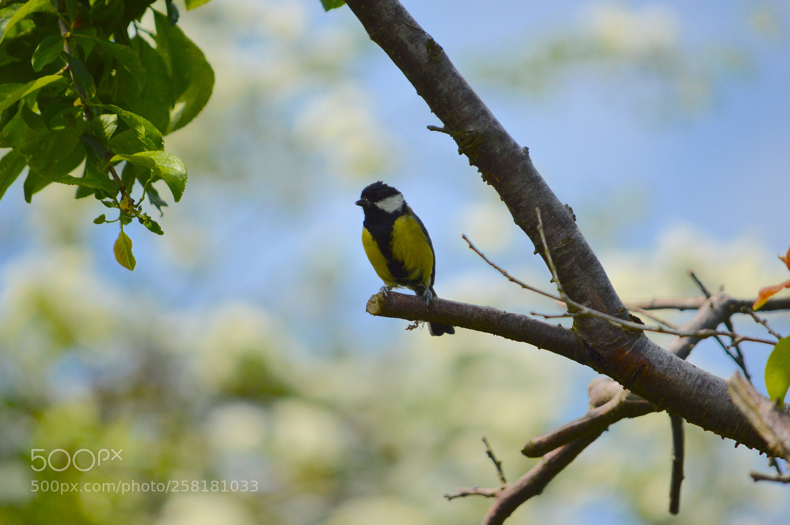 Nikon D3200 sample photo. Great tit photography