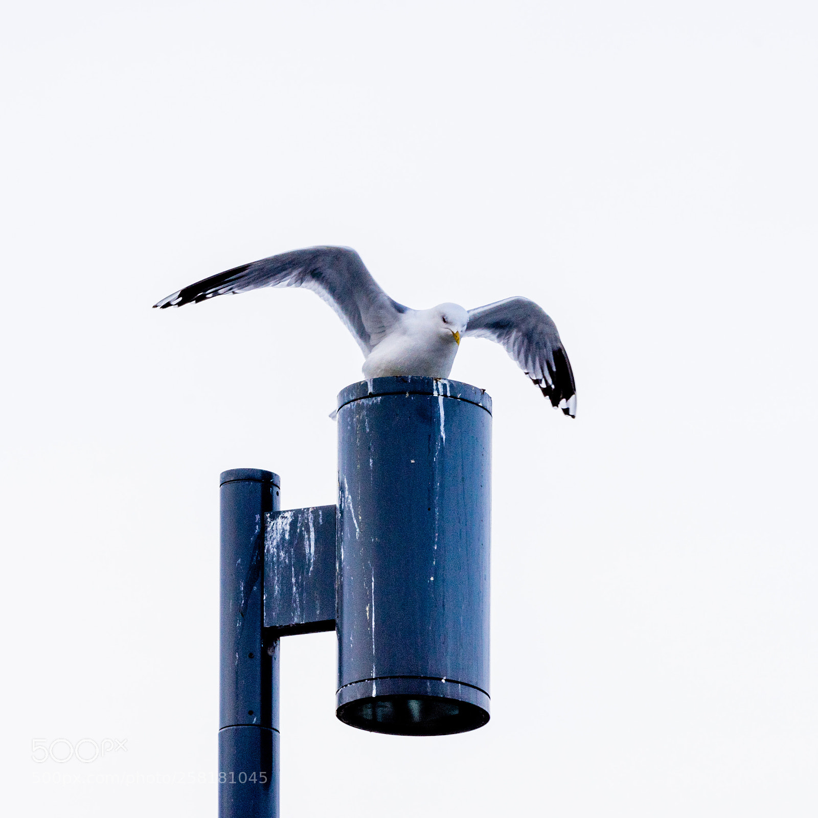 Sony a7 II sample photo. 104/365: gull photography