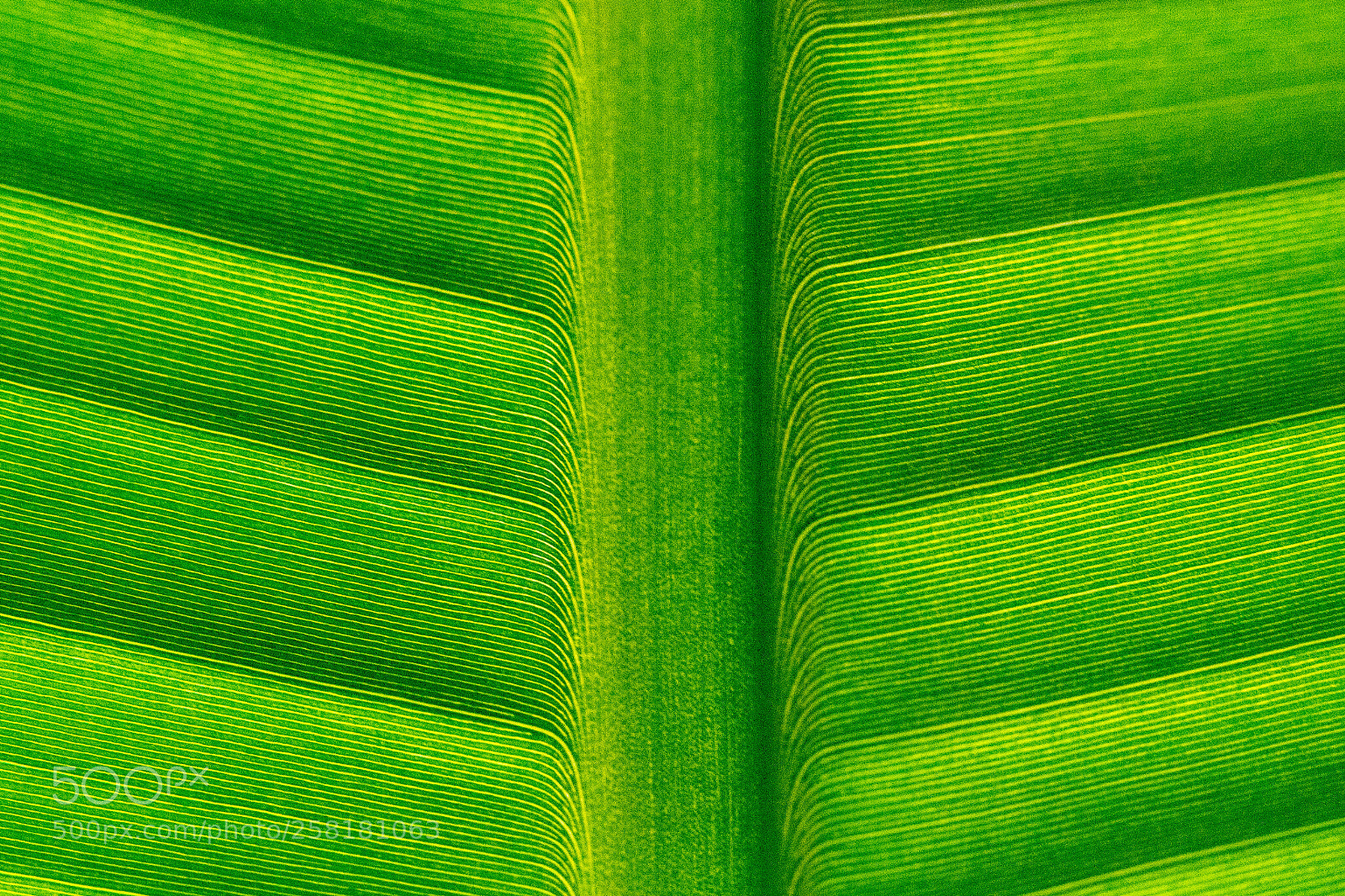 Sony a7 II sample photo. 105/365: banana leaf detail photography