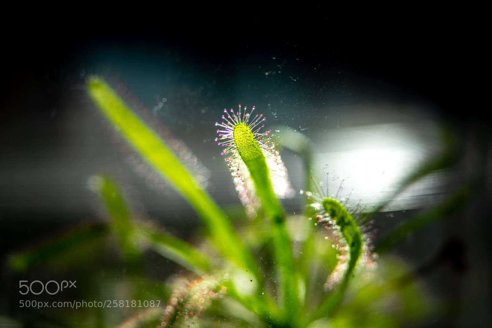 Sony a7 II sample photo. 106/365: drosera photography