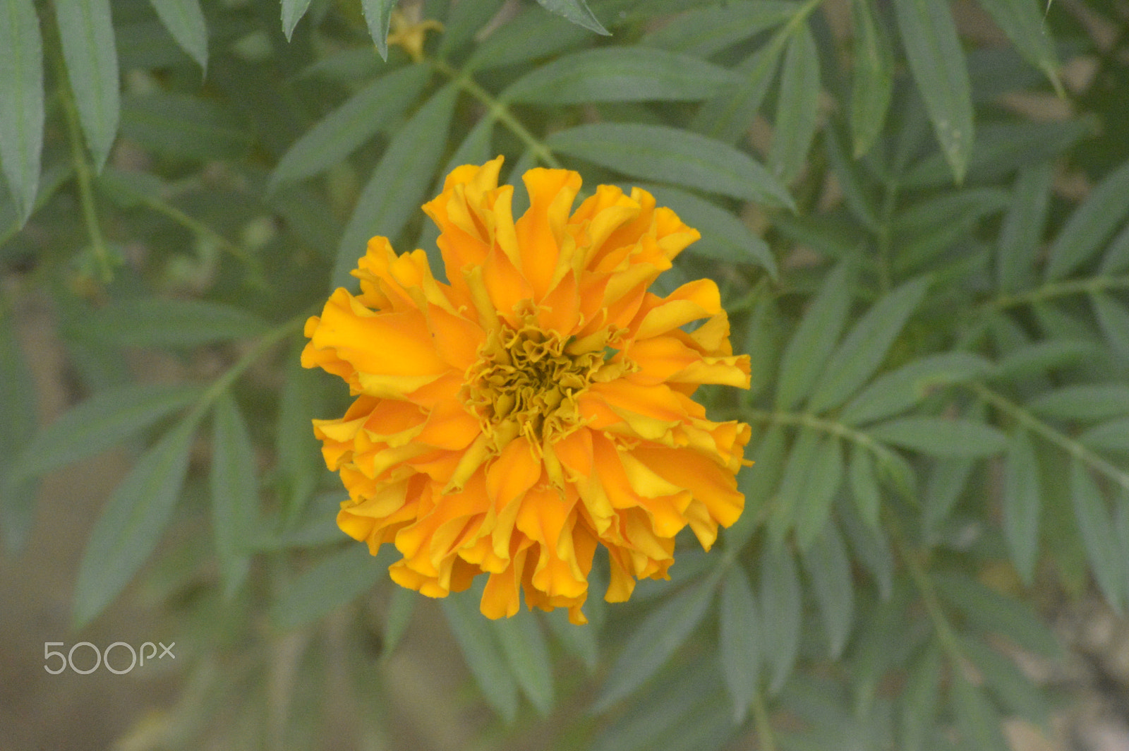 Nikon D3200 sample photo. Flower photography