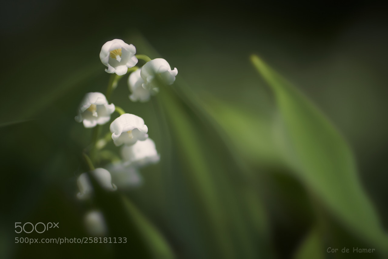 Sony a99 II sample photo. Lily of the valley photography