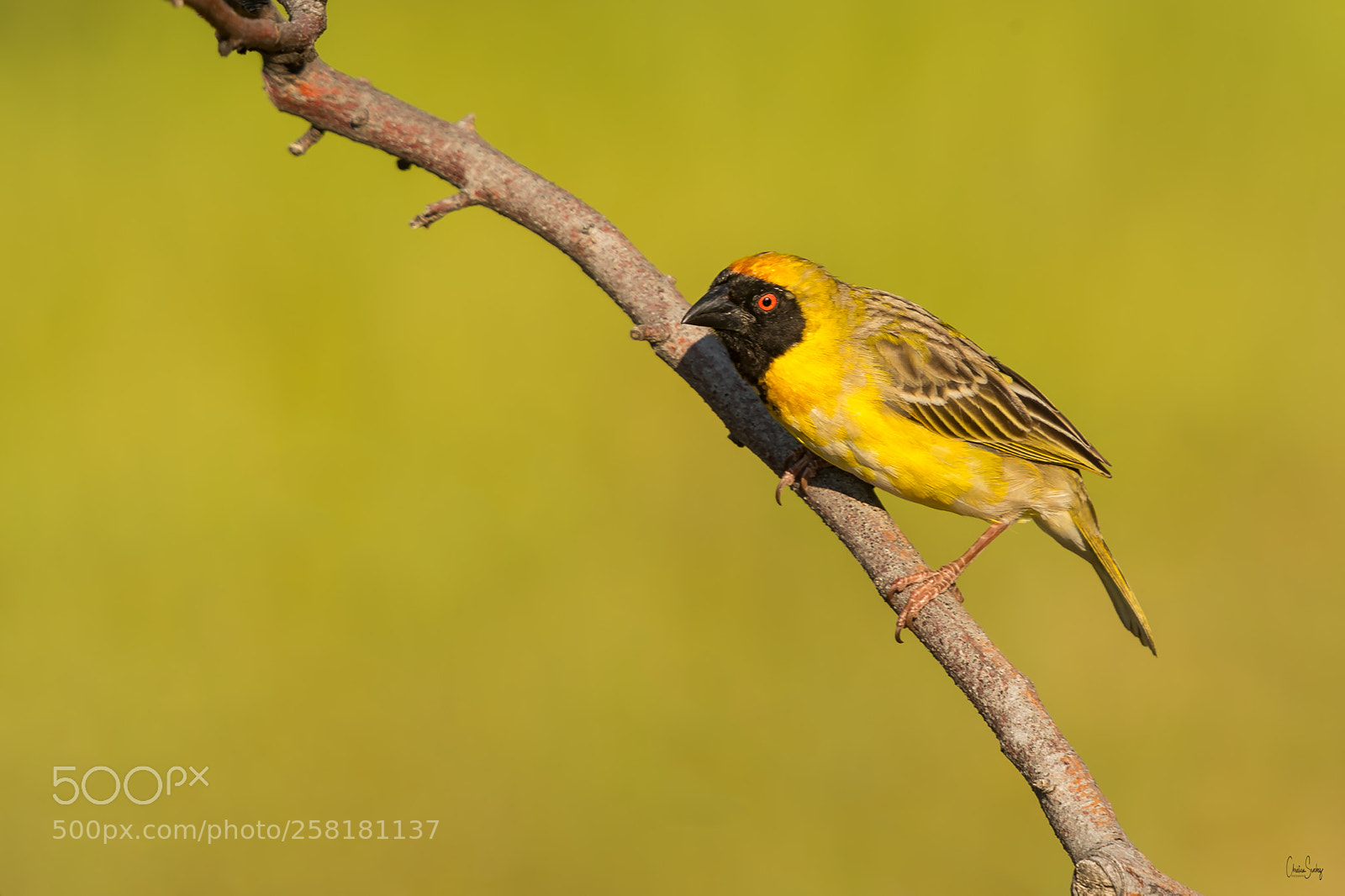 Nikon D4 sample photo. Southern masked weaver weaver photography