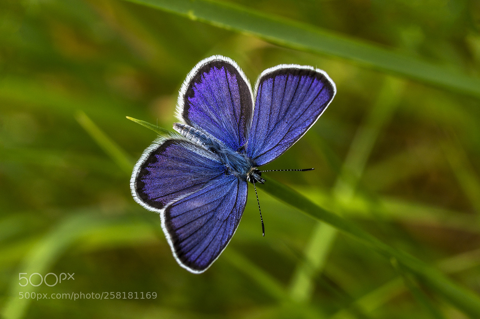 Canon EOS 600D (Rebel EOS T3i / EOS Kiss X5) sample photo. Blue and green photography