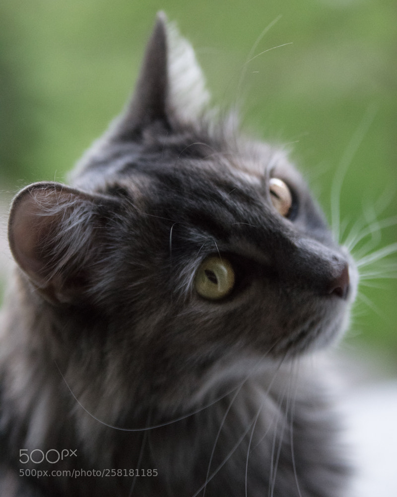 Nikon D3300 sample photo. Did i scare ya? photography