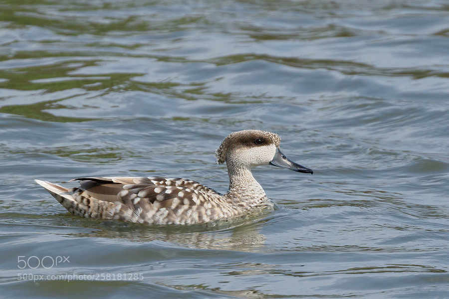 Canon EOS 7D Mark II sample photo. Marbled duck photography