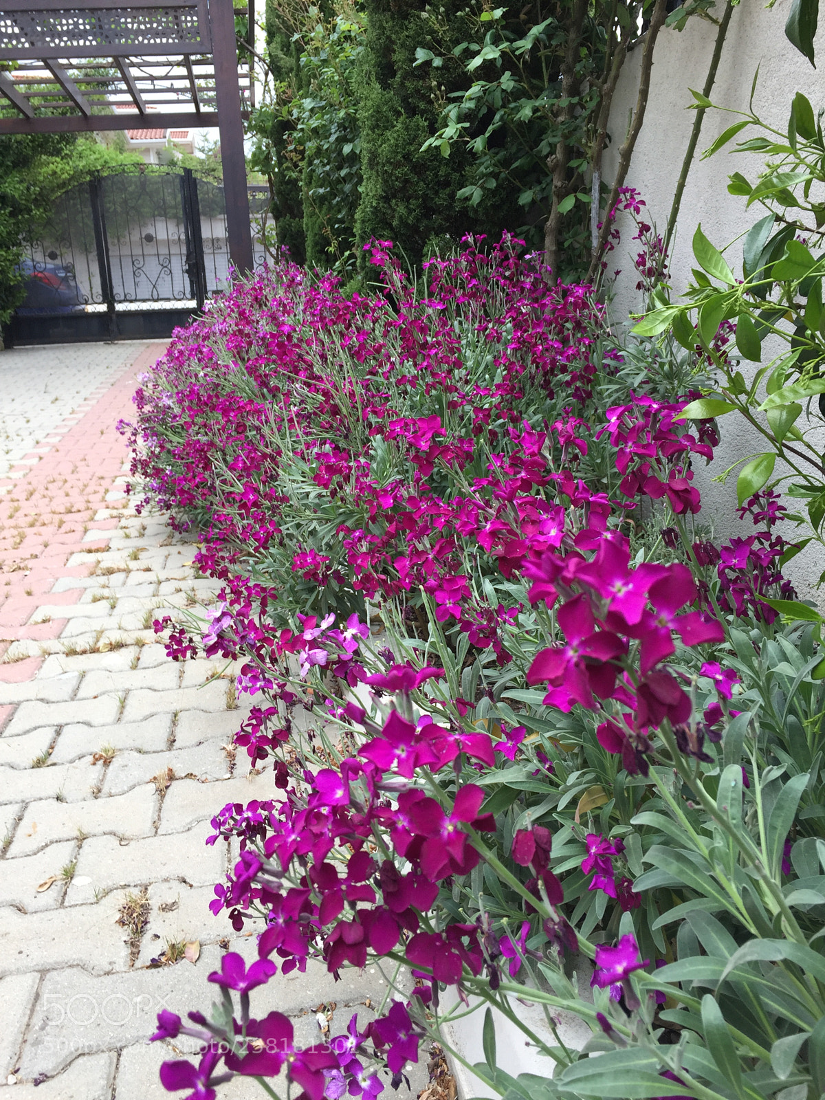 Apple iPhone 6 Plus sample photo. Entrance my garden photography