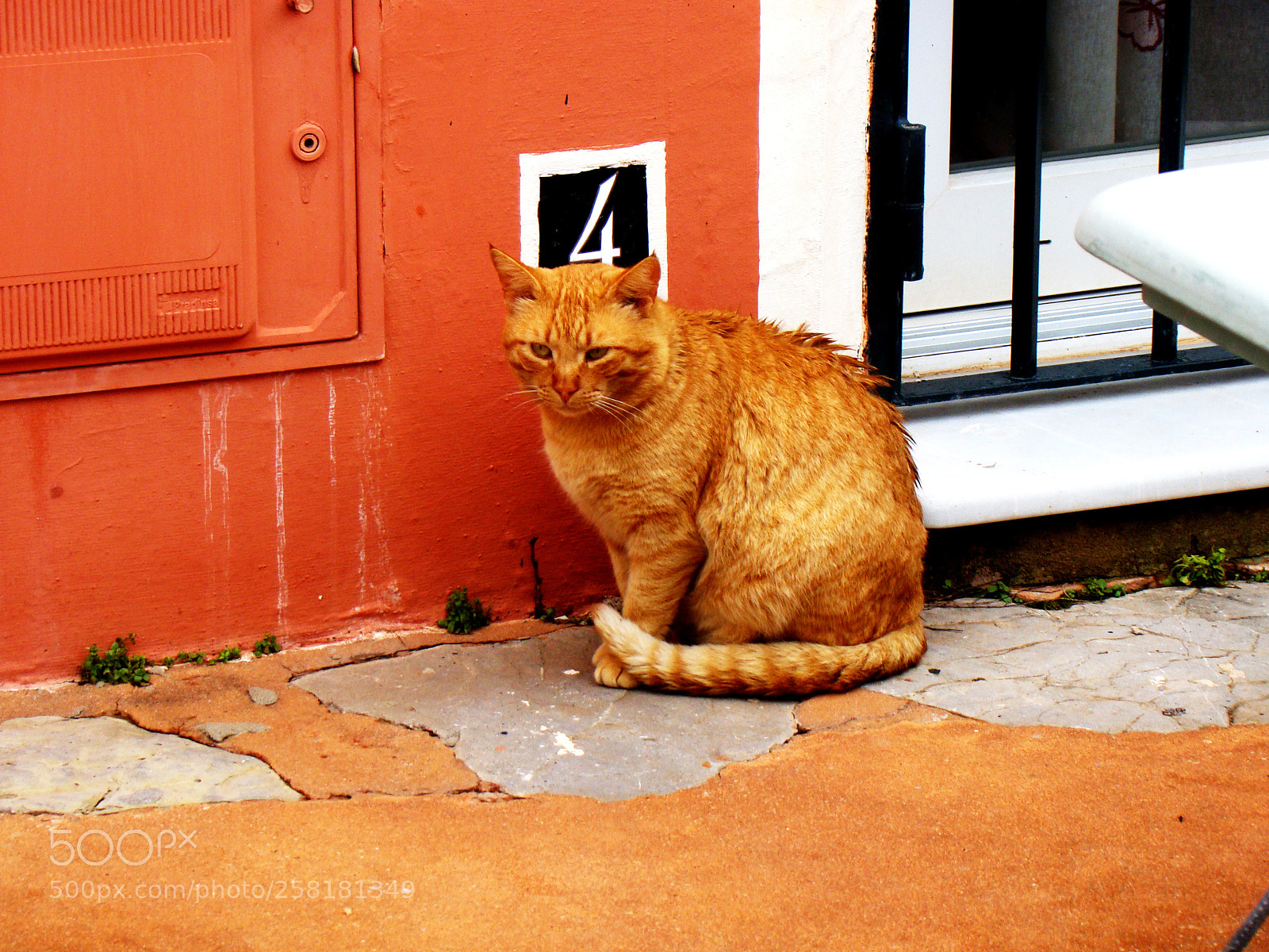 Sony Cyber-shot DSC-H50 sample photo. Cat photography