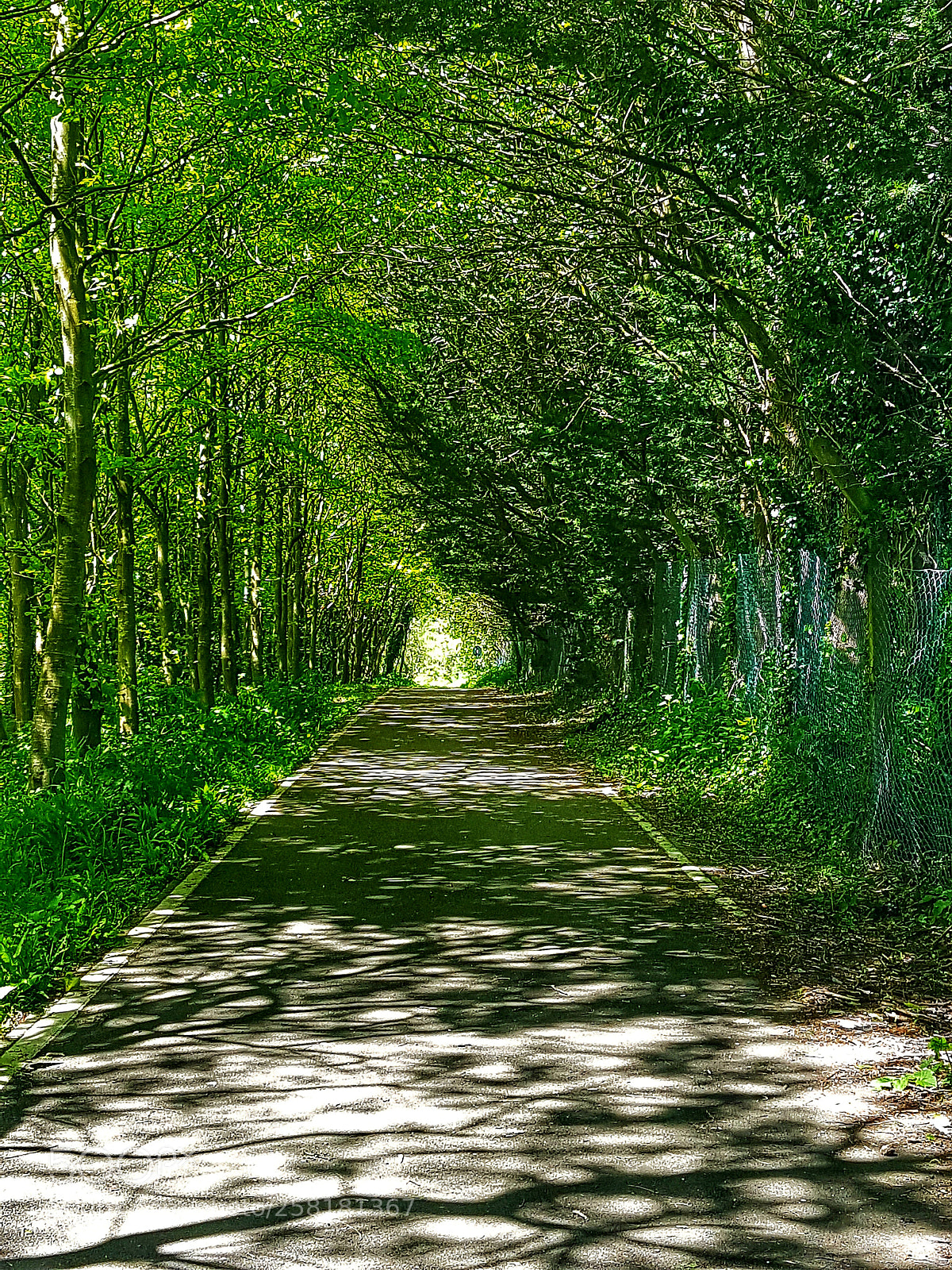 Samsung Galaxy S7 Edge sample photo. Green corridor! photography