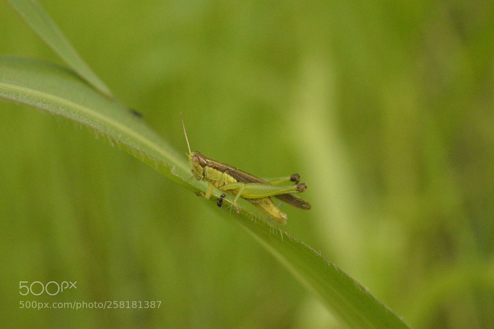 Nikon D3200 sample photo. Nature photography