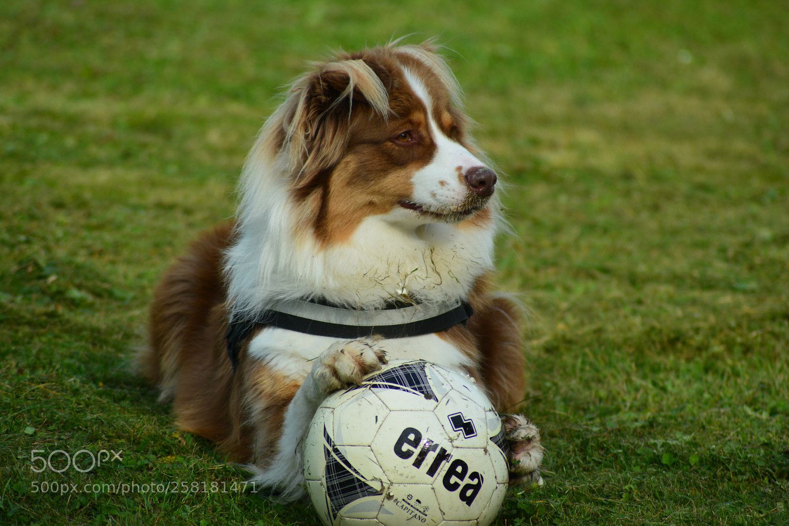 Nikon D5200 sample photo. Max photography