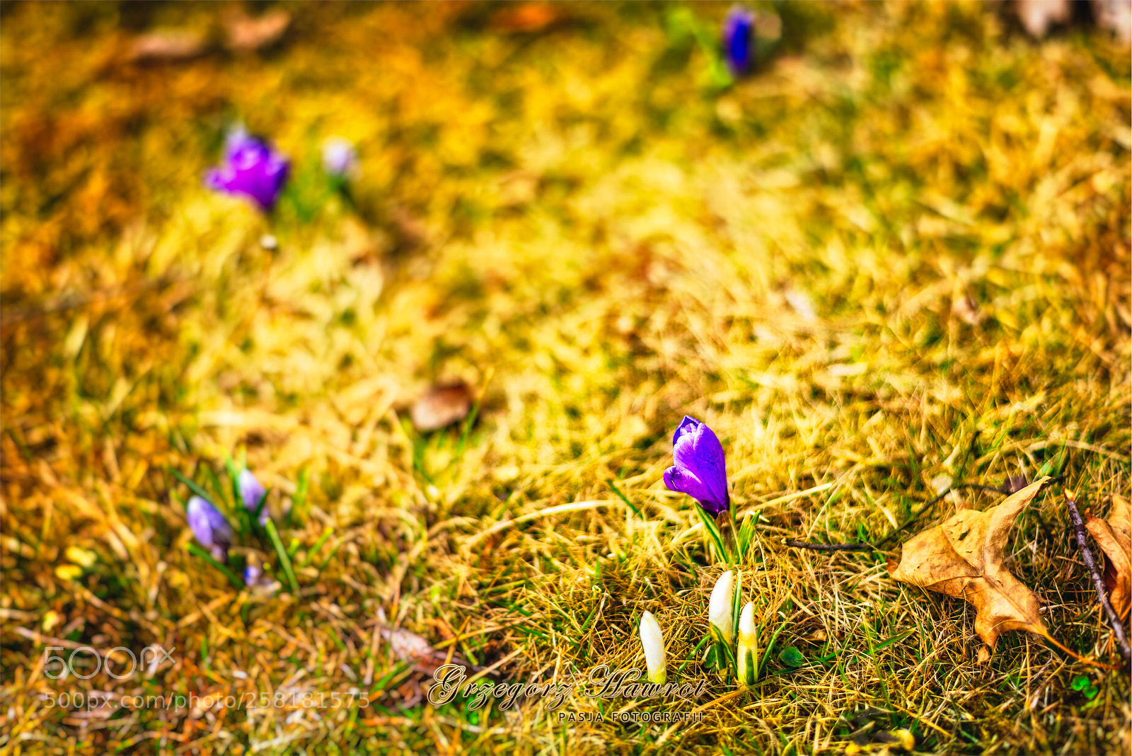 Nikon D800 sample photo. Oznaki wiosny w parku photography