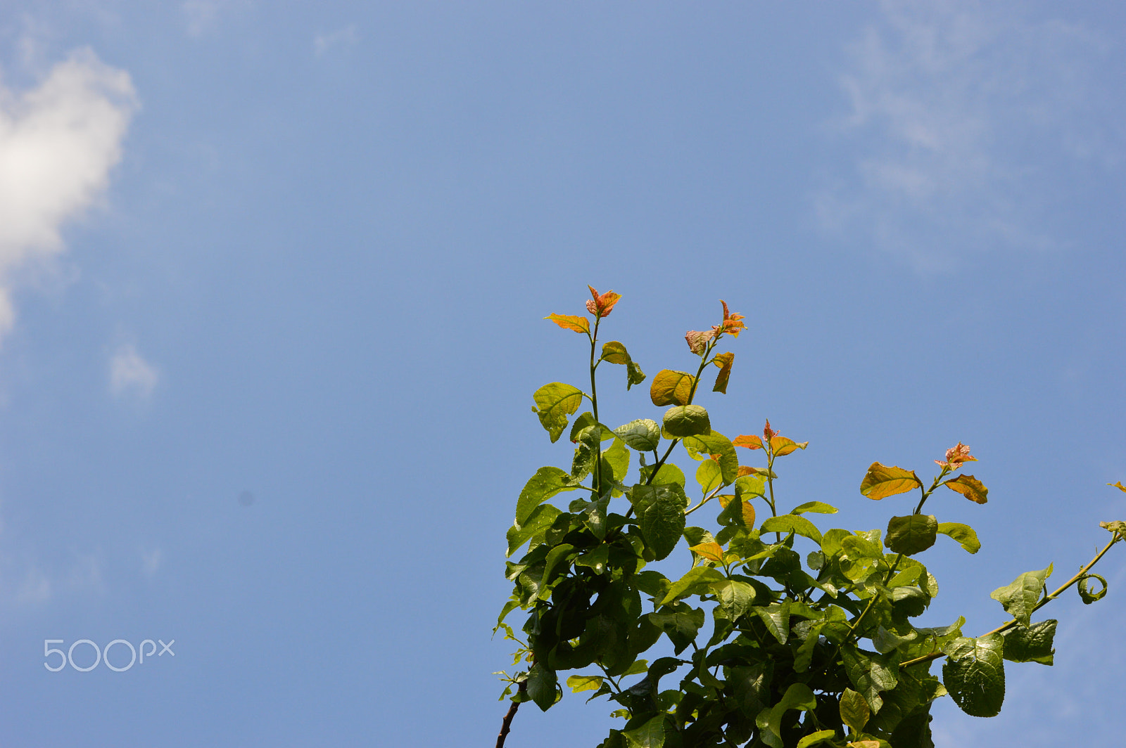 Nikon D3200 sample photo. Dsc photography