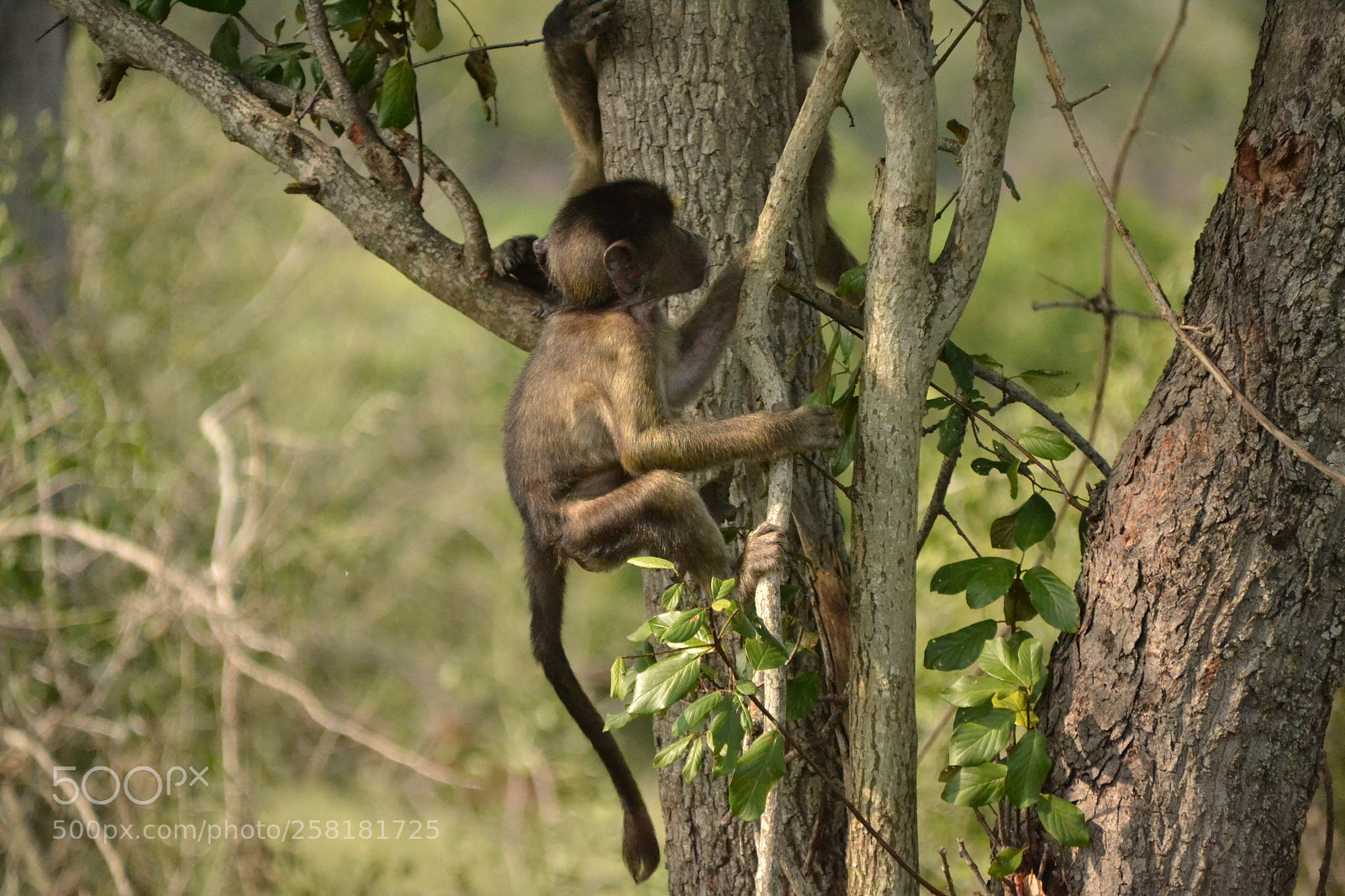 Nikon D3100 sample photo. Baby chacma baboon climbing photography