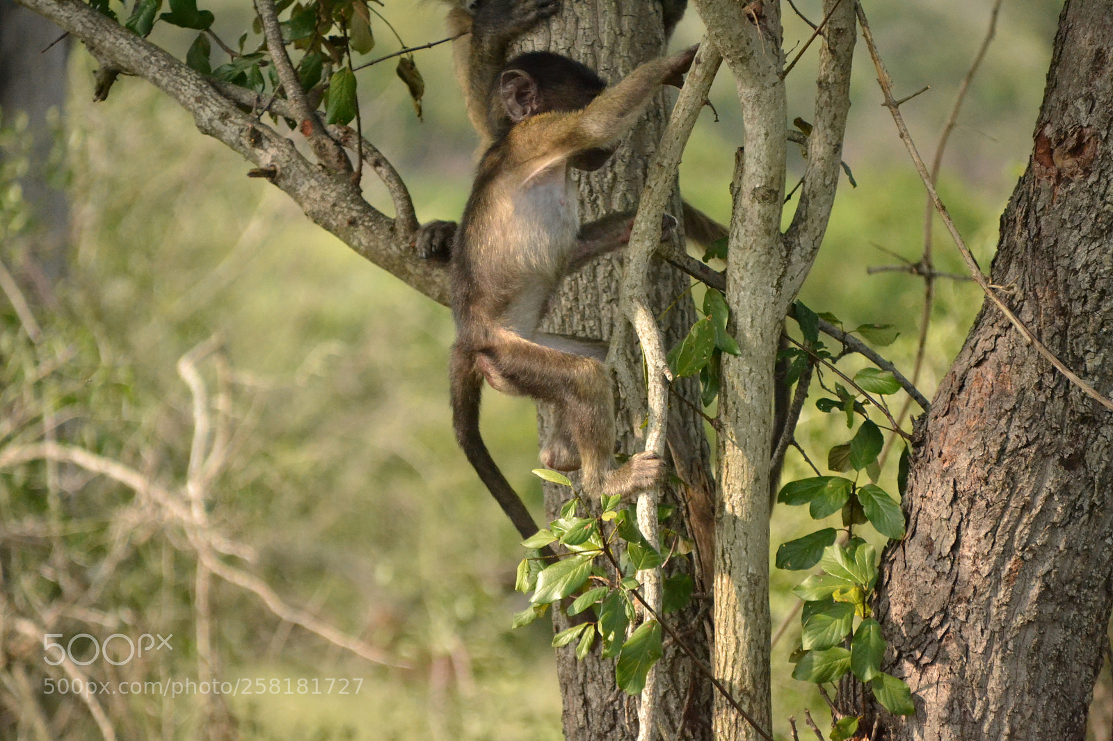 Nikon D3100 sample photo. Baby chacma baboon climbing photography