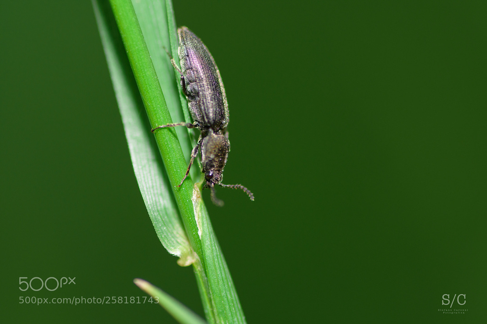 Nikon D7200 sample photo. Insect #10 photography