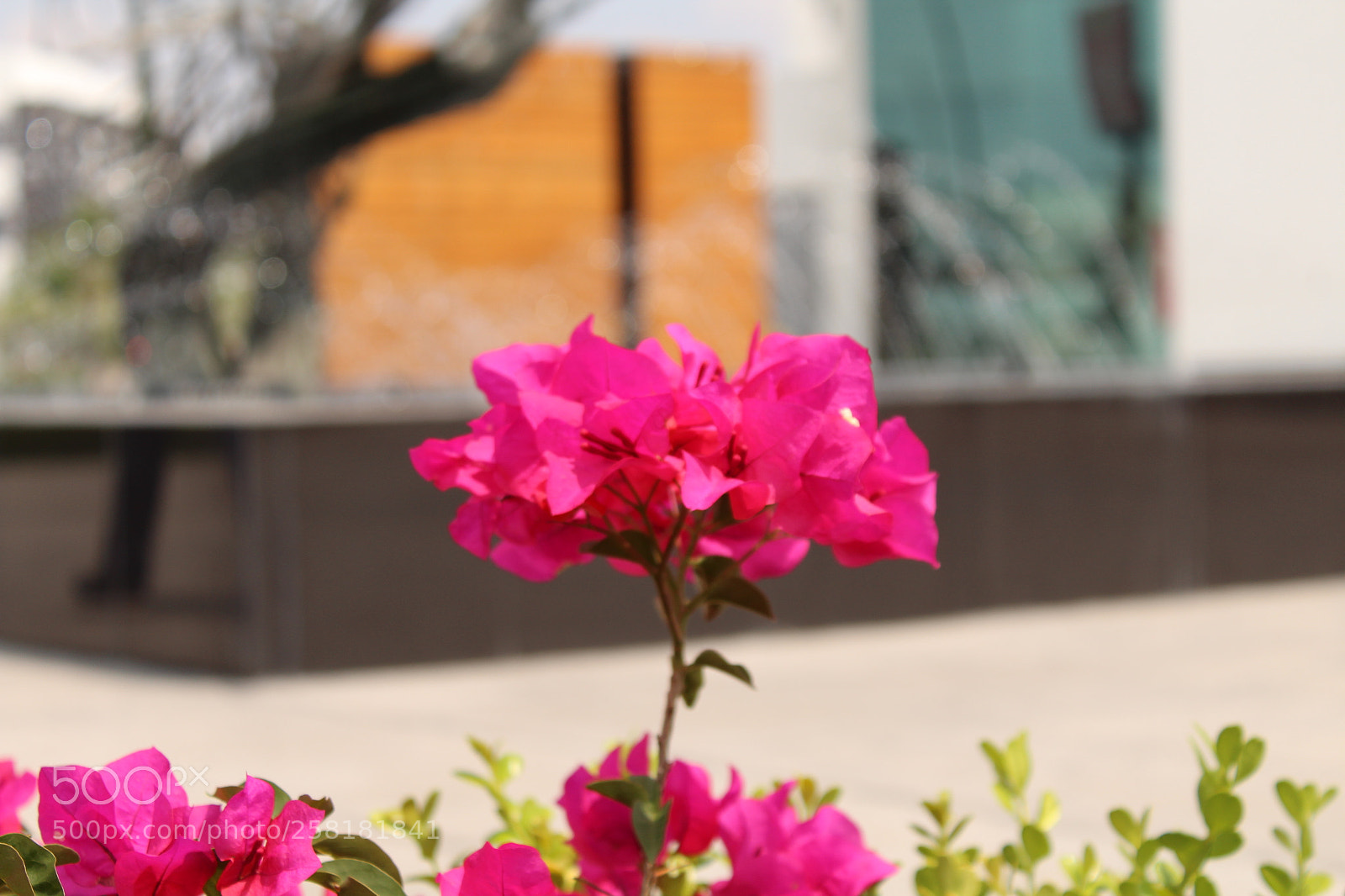 Canon EOS 1300D (EOS Rebel T6 / EOS Kiss X80) sample photo. [] photography