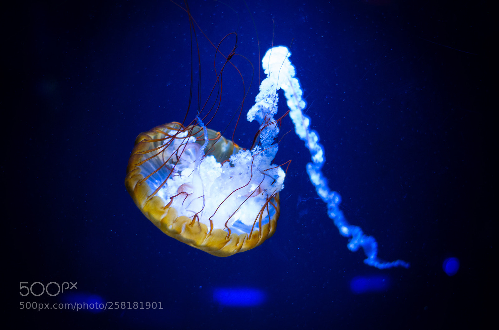 Pentax K-50 sample photo. Jellyfish photography
