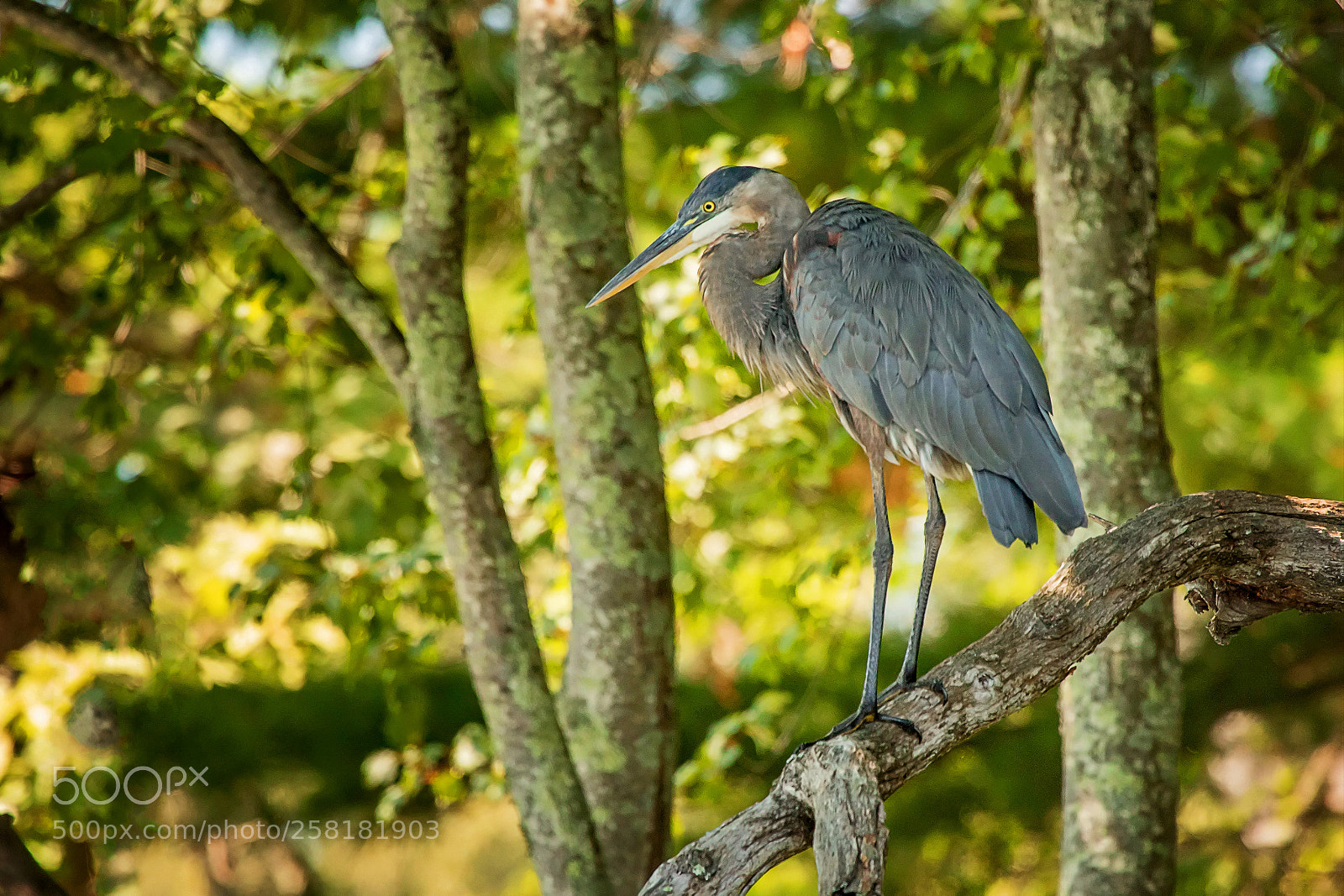 Canon EOS 7D Mark II sample photo. Patience of a heron photography