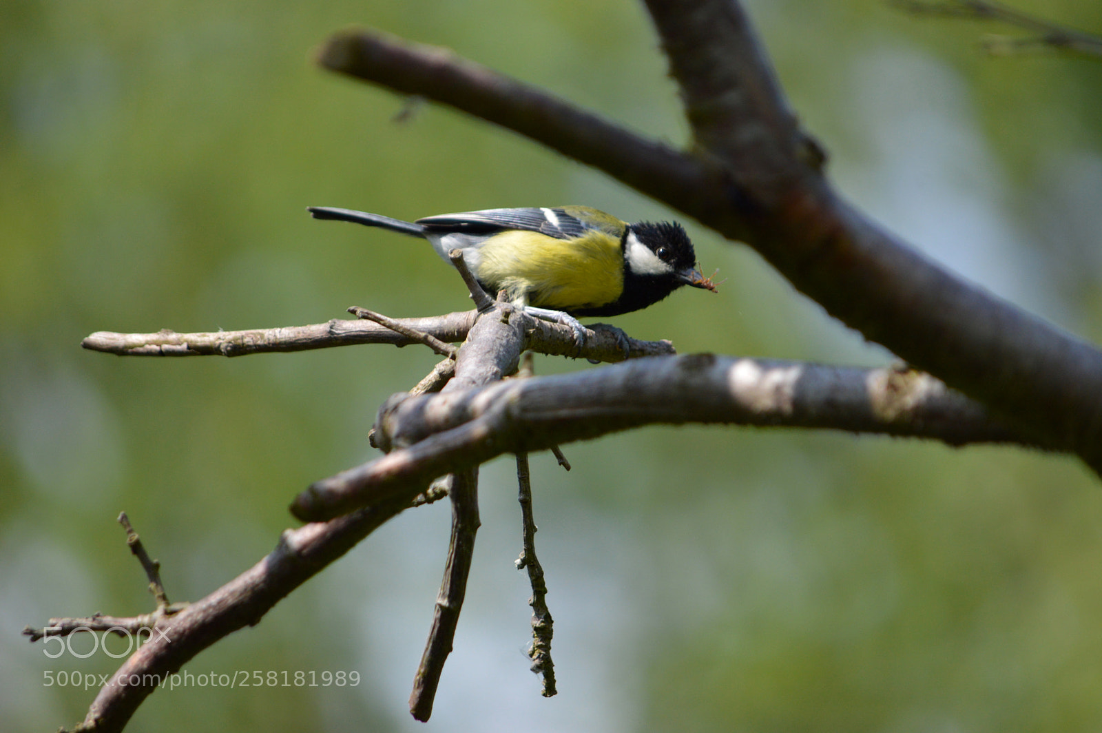 Nikon D3200 sample photo. Great tit photography