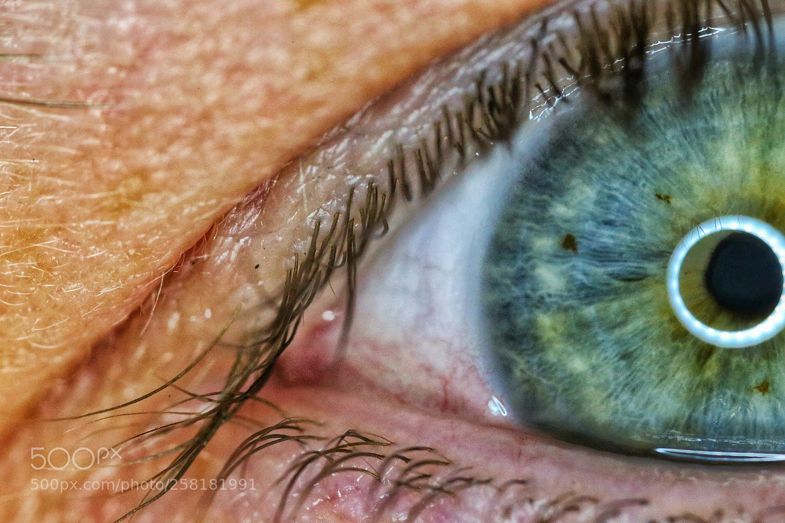Canon EOS 6D sample photo. Macro eye selfies are photography