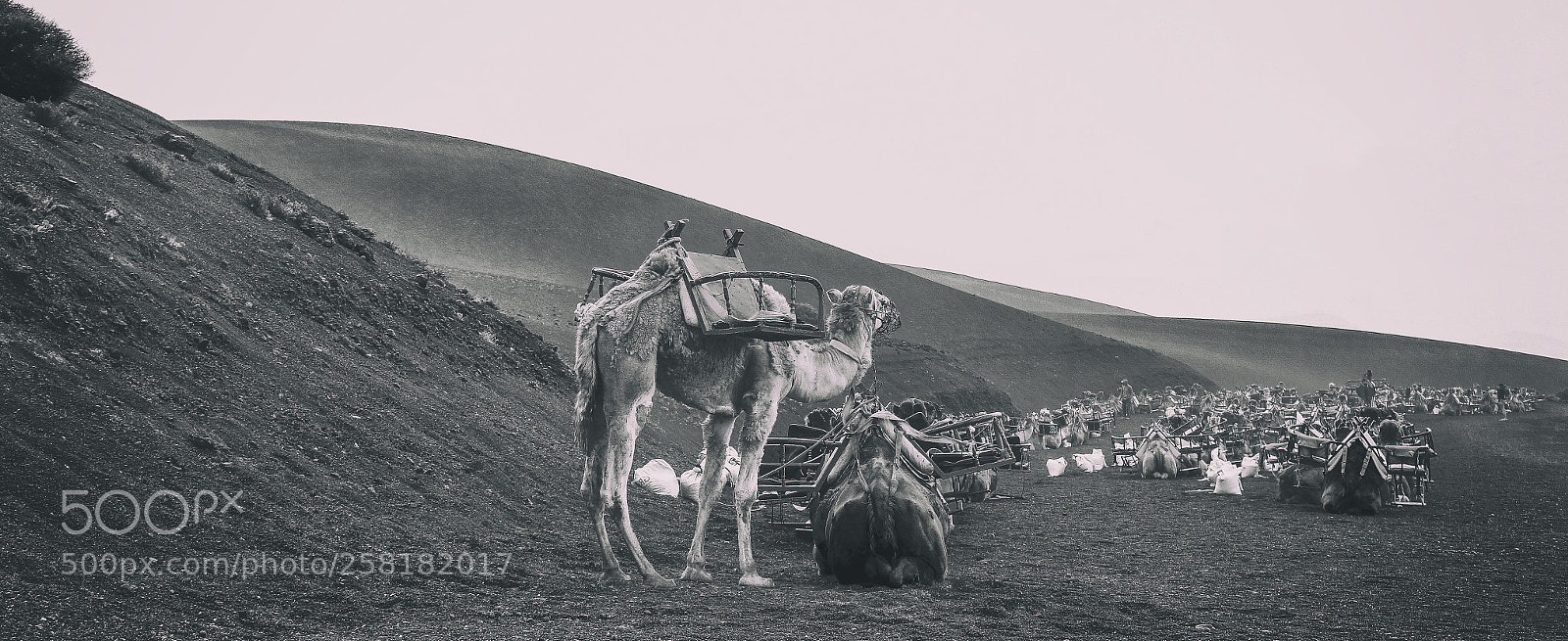 Canon EOS 6D sample photo. Camel photography