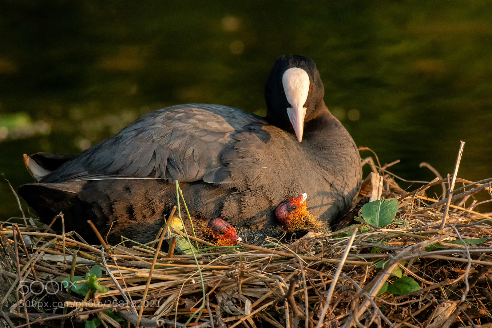 Canon EOS 7D Mark II sample photo. Coot-chicken photography