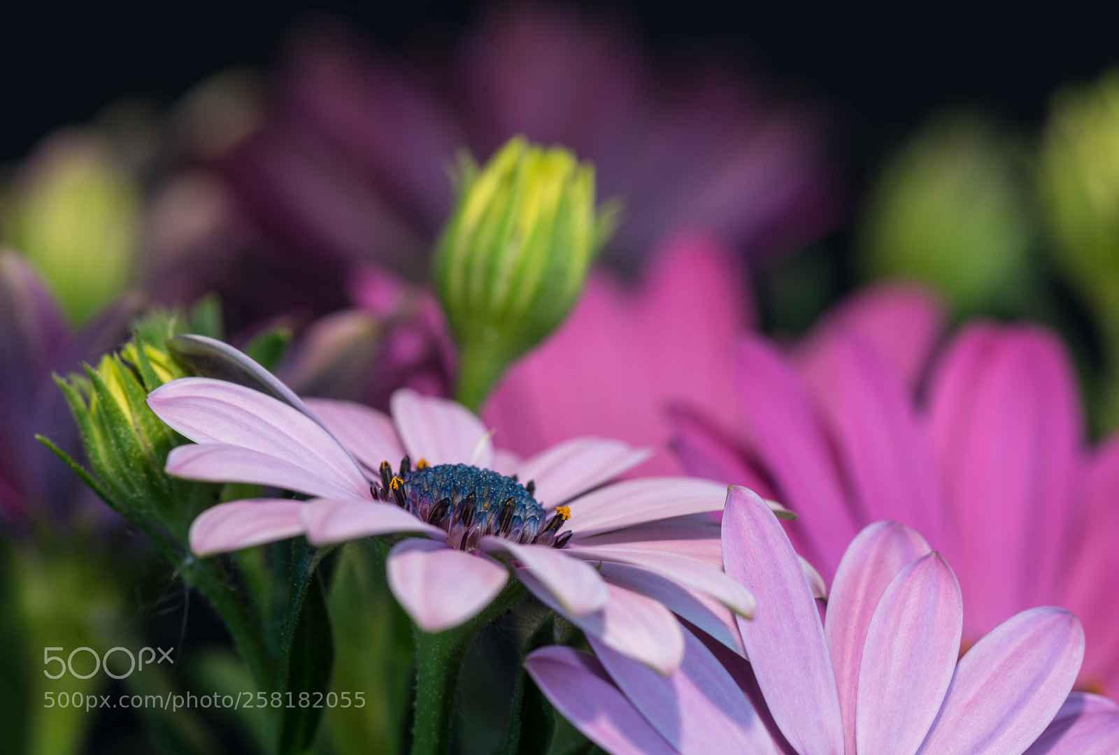 Nikon D810 sample photo. Cape daisy revisited photography