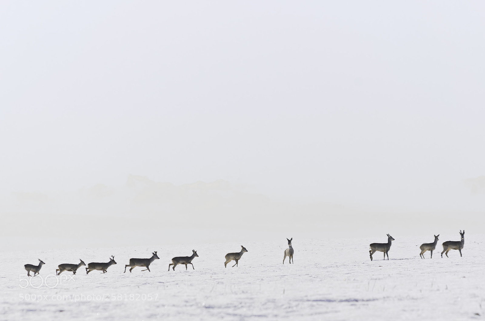 Nikon D5100 sample photo. Into winter photography