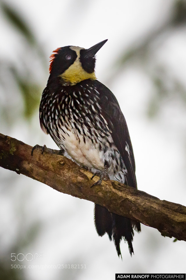 Canon EOS 70D sample photo. Colombian acorn woodpecker alcazares photography
