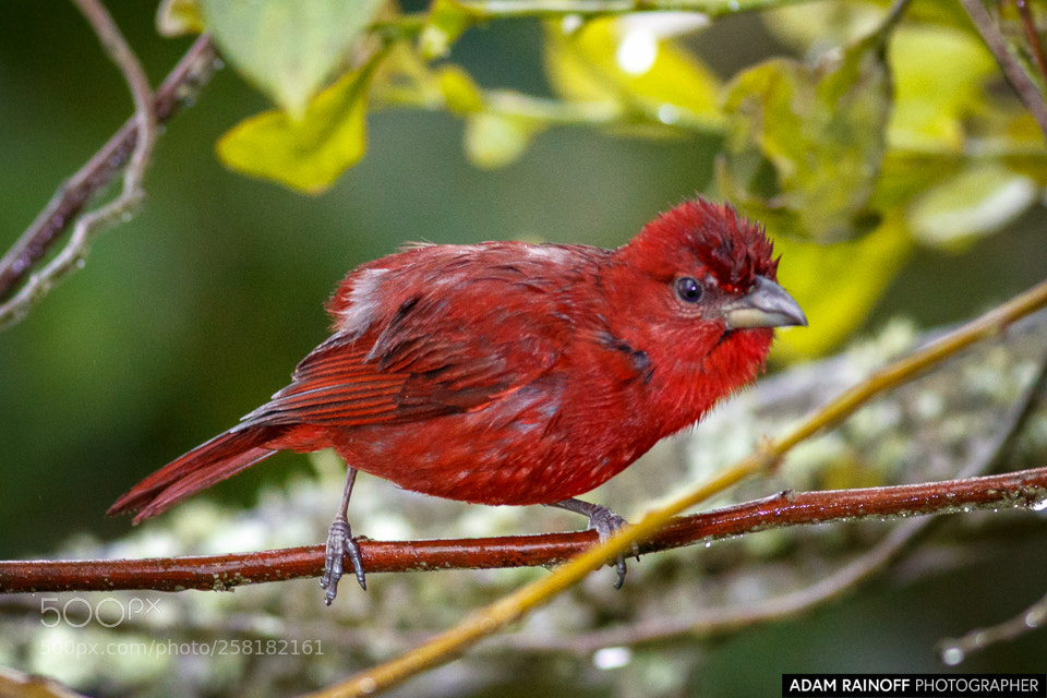 Canon EOS 70D sample photo. Summer tanager alcazares manizales photography