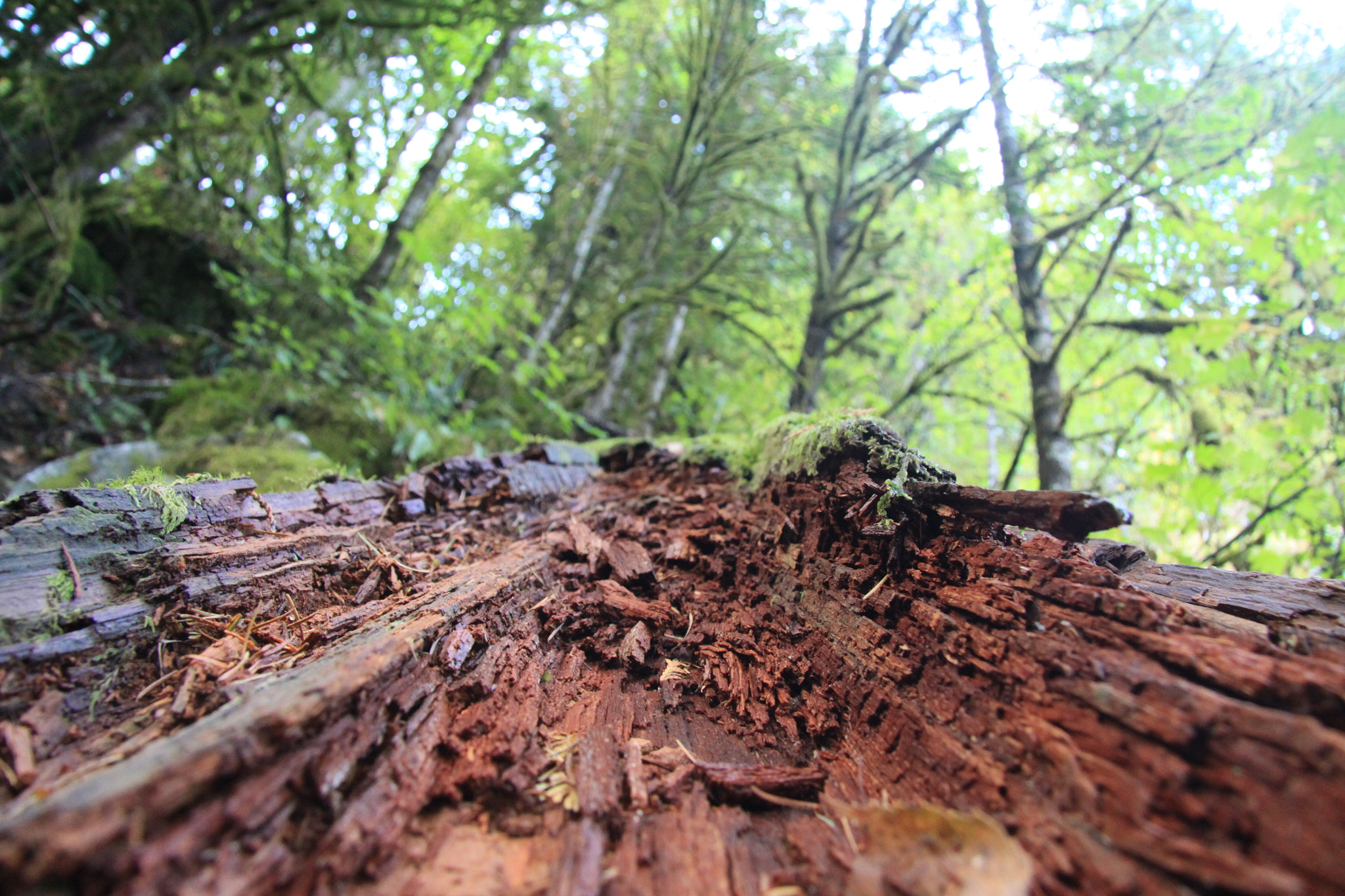 Canon EF-S 17-85mm F4-5.6 IS USM sample photo. Tree photography