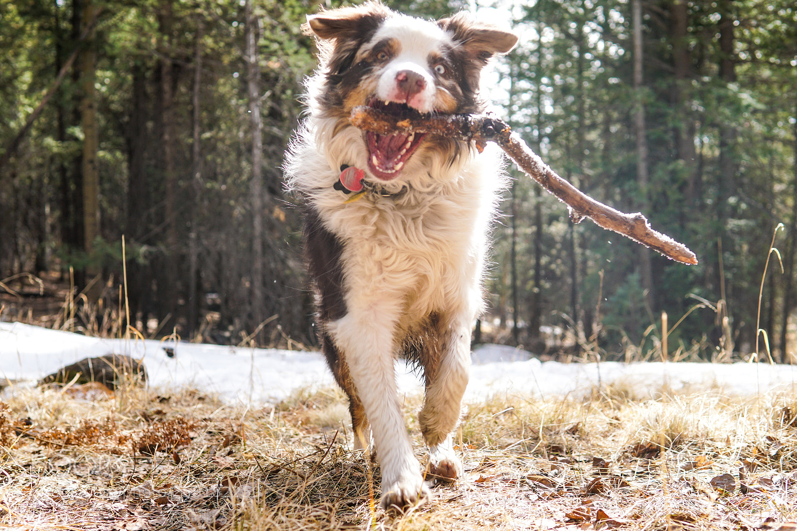 Sony a6500 sample photo. Happy pup photography