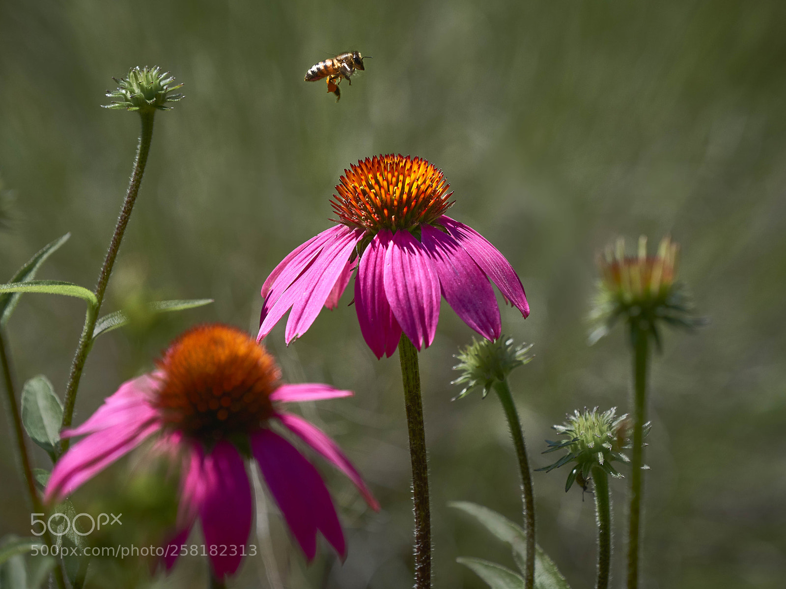 Sony a7R III sample photo. Bee picking up pollen photography