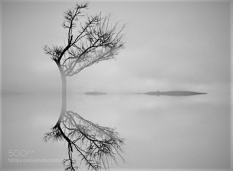 Canon EOS 7D sample photo. Alone tree photography