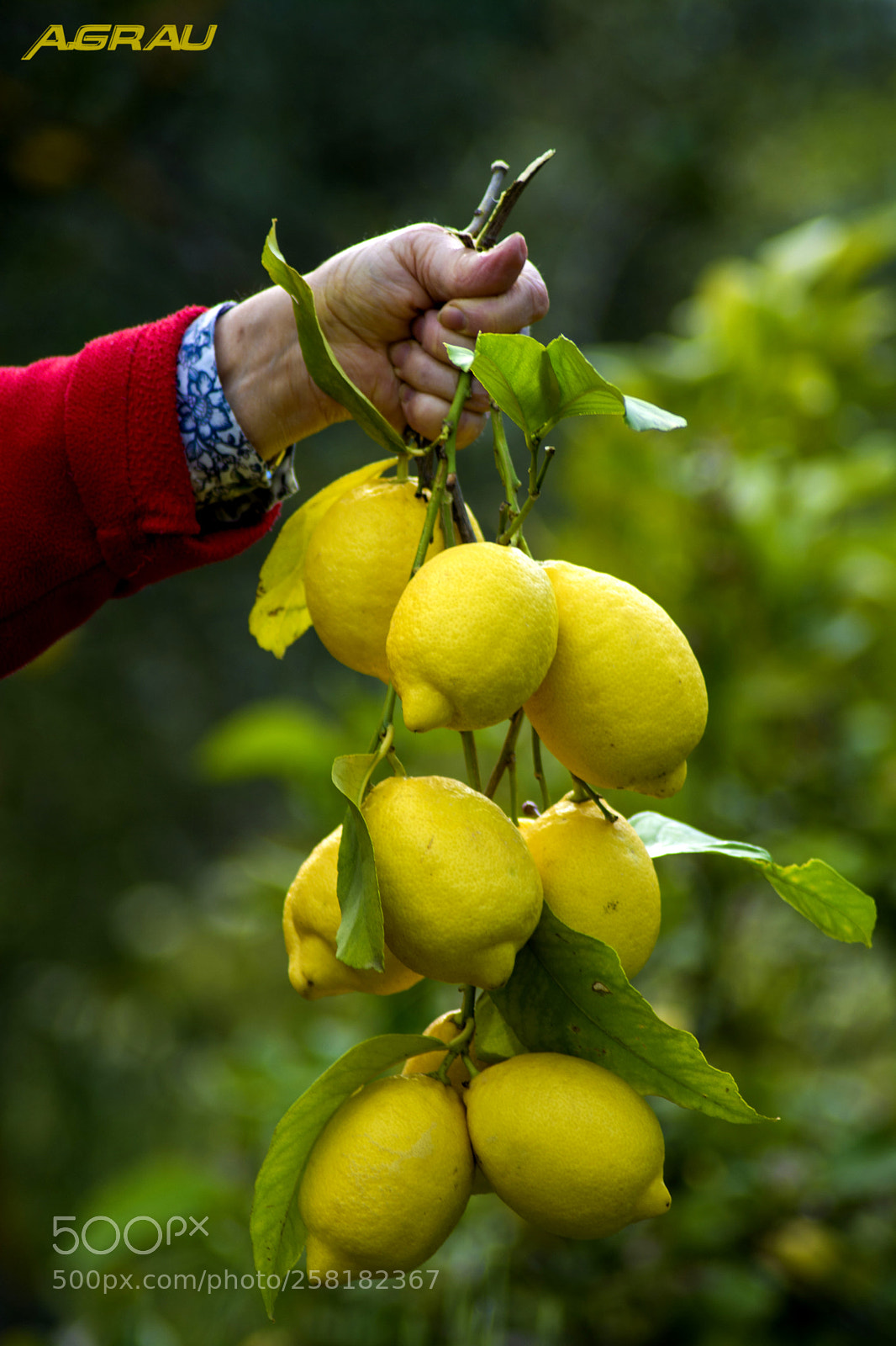 Nikon D5200 sample photo. Los limones photography
