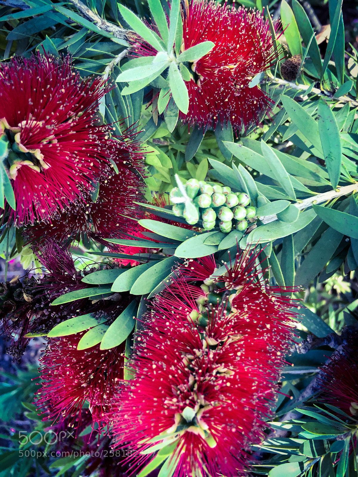 Apple iPhone 6s sample photo. Crimson bottlebrush, my mother photography