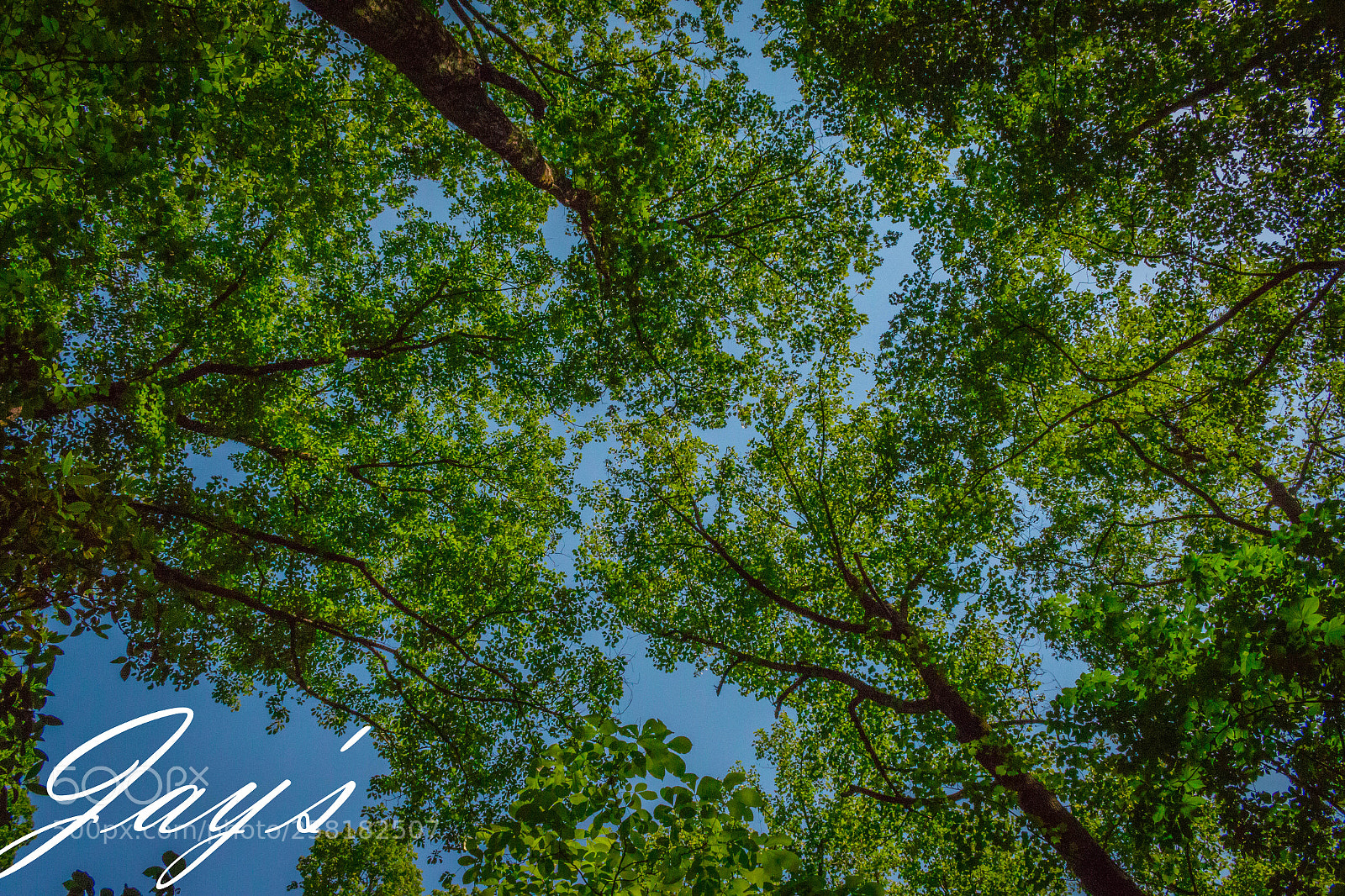 Canon EOS 70D sample photo. Mg photography