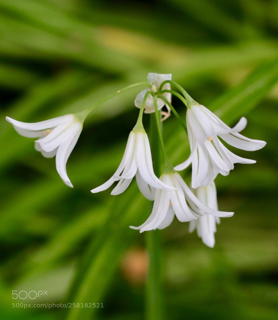 Canon EOS M50 (EOS Kiss M) sample photo. White & green photography
