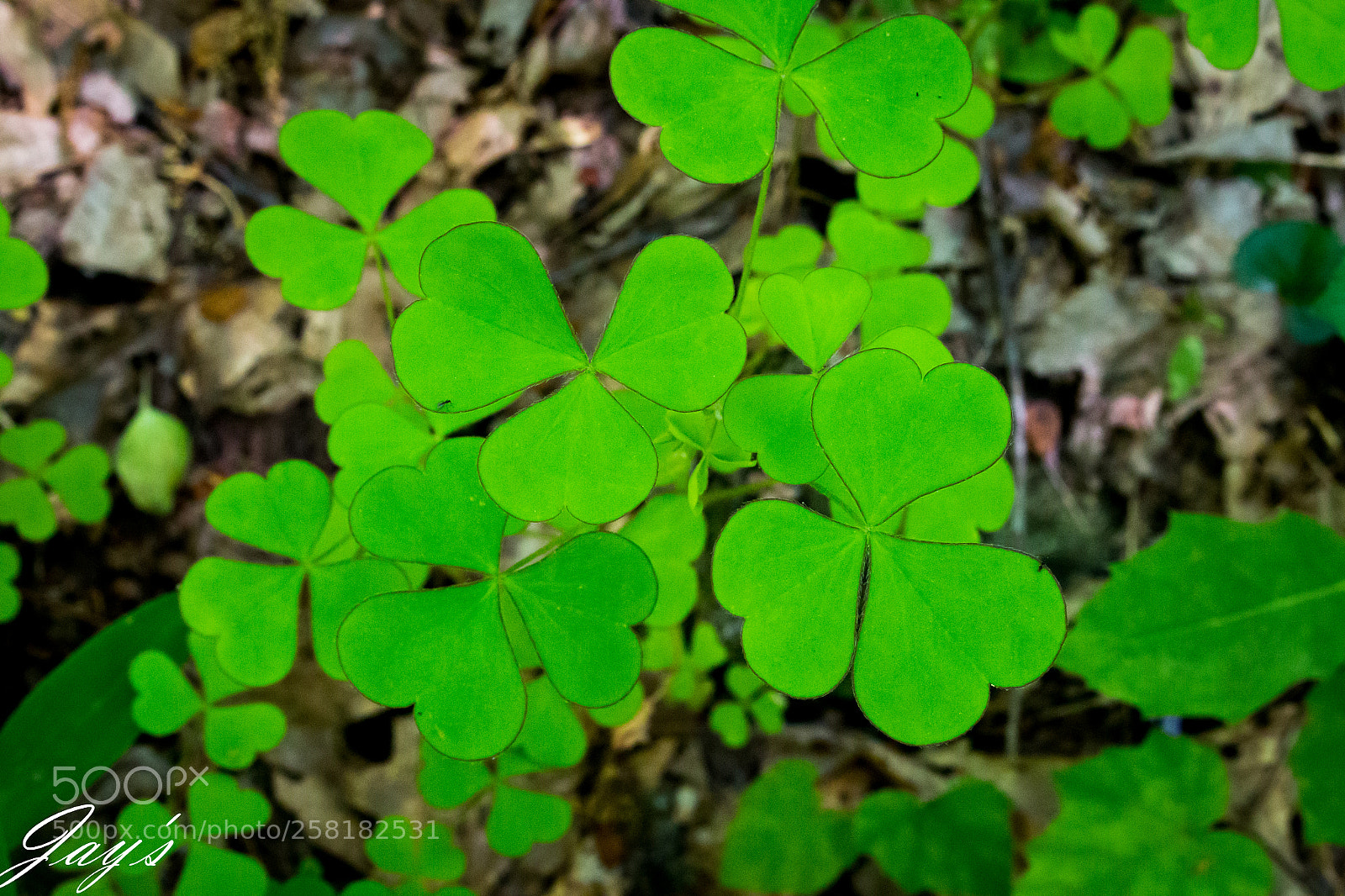 Canon EOS 70D sample photo. Mg photography
